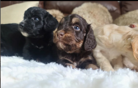 DNA health Tested F1 Toy Cockapoo puppies for sale in Pershore, Worcestershire.