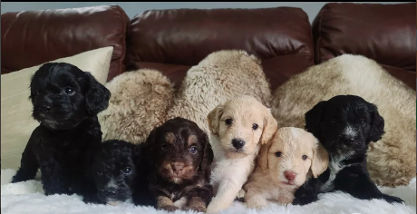 DNA health Tested F1 Toy Cockapoo puppies for sale in Pershore, Worcestershire.