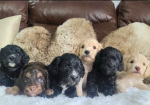 F1 toy cockpoos with DNA health tests. thick, luscious coats puppies for sale in Pershore, Worcestershire