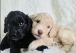 F1 toy cockpoos with DNA health tests. thick, luscious coats puppies for sale in Pershore, Worcestershire