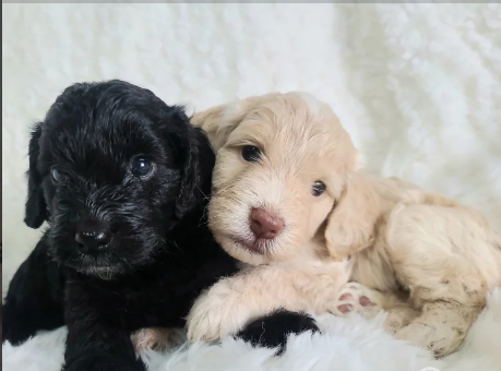 F1 toy cockpoos with DNA health tests. thick, luscious coats puppies for sale in Pershore, Worcestershire