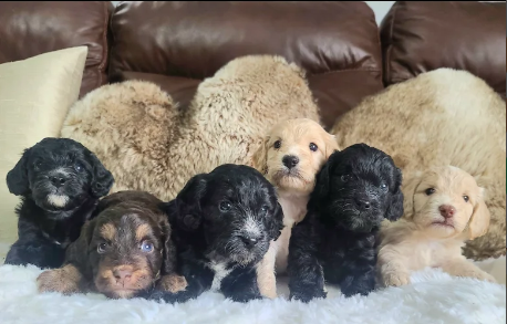 F1 toy cockpoos with DNA health tests. thick, luscious coats puppies for sale in Pershore, Worcestershire