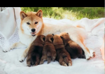 Japanese Shiba Inu puppies for sale in Brentwood, Essex