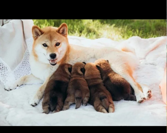 Japanese Shiba Inu puppies for sale in Brentwood, Essex