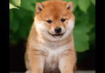 Japanese Shiba Inu puppies for sale in Brentwood, Essex