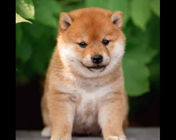 Japanese Shiba Inu puppies for sale in Brentwood, Essex