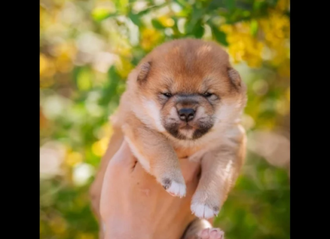 Japanese-Shiba-Inu-puppies-for-sale-in-Brentwood-Essex-4