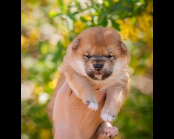 Japanese Shiba Inu puppies for sale in Brentwood, Essex