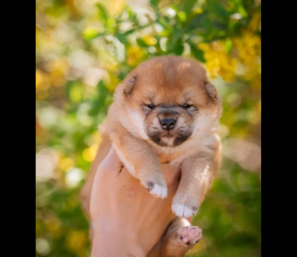 Japanese-Shiba-Inu-puppies-for-sale-in-Brentwood-Essex-4