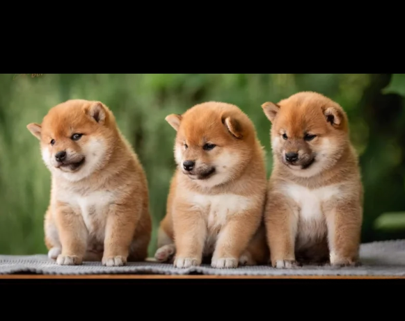 Japanese Shiba Inu puppies for sale in Brentwood, Essex