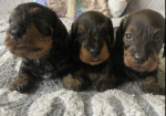 Miniature Wire Hair Dachshund puppies for sale in Wisbech, Cambridgeshire