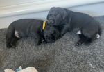 Miniature Wire Hair Dachshund puppies for sale in Wisbech, Cambridgeshire