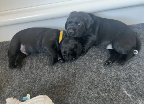 Miniature-Wire-Hair-Dachshund-puppies-for-sale-in-Wisbech-Cambridgeshire-2