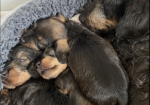 Miniature Wire Hair Dachshund puppies for sale in Wisbech, Cambridgeshire