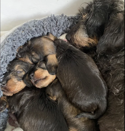 Miniature Wire Hair Dachshund puppies for sale in Wisbech, Cambridgeshire