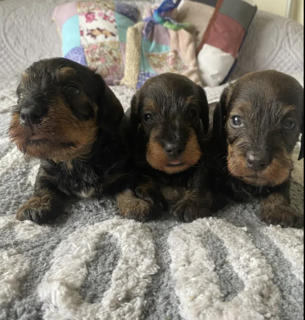 Miniature Wire Hair Dachshund puppies for sale in Wisbech, Cambridgeshire