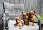 PURE 100% Miniature Pinscher puppies for sale in Middleton, Greater Manchester.