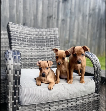 PURE 100% Miniature Pinscher puppies for sale in Middleton, Greater Manchester.