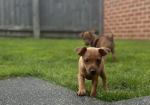 PURE 100% Miniature Pinscher puppies for sale in Middleton, Greater Manchester.