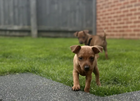 PURE-100-Miniature-Pinscher-puppies-for-sale-in-Middleton-Greater-Manchester.-2