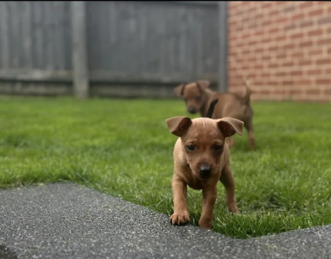 PURE-100-Miniature-Pinscher-puppies-for-sale-in-Middleton-Greater-Manchester.-2