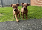 PURE 100% Miniature Pinscher puppies for sale in Middleton, Greater Manchester.