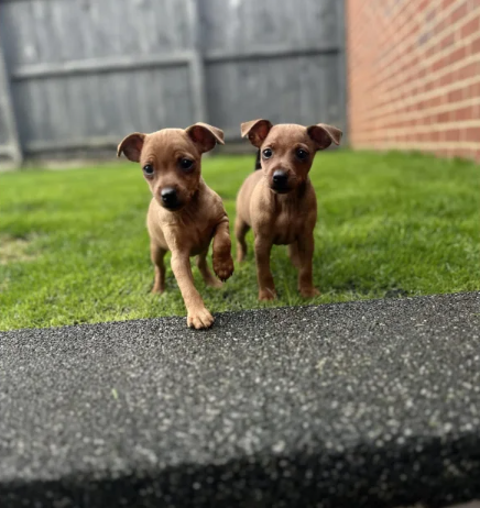 PURE 100% Miniature Pinscher puppies for sale in Middleton, Greater Manchester.