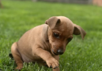 PURE 100% Miniature Pinscher puppies for sale in Middleton, Greater Manchester.