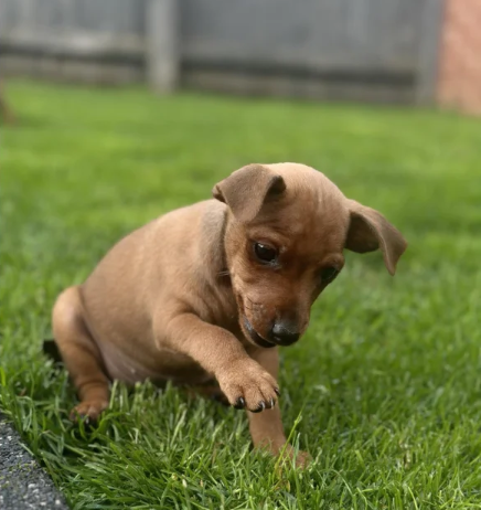 PURE 100% Miniature Pinscher puppies for sale in Middleton, Greater Manchester.