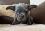 husky French bulldog puppies for sale in Prittlewell, Essex.