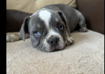 husky French bulldog puppies for sale in Prittlewell, Essex.