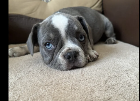 husky-French-bulldog-puppies-for-sale-in-Prittlewell-Essex.-2