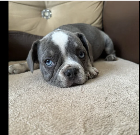 husky French bulldog puppies for sale in Prittlewell, Essex.