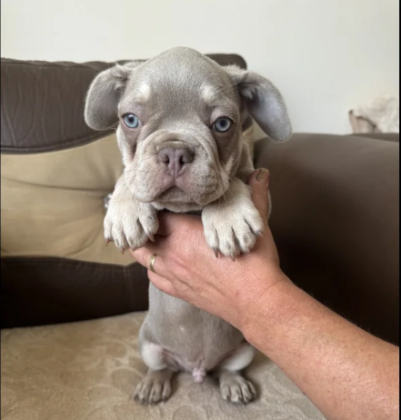 husky French bulldog puppies for sale in Prittlewell, Essex.