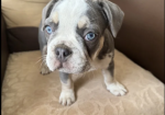 husky French bulldog puppies for sale in Prittlewell, Essex.