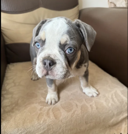 husky French bulldog puppies for sale in Prittlewell, Essex.