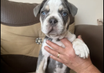 husky French bulldog puppies for sale in Prittlewell, Essex.