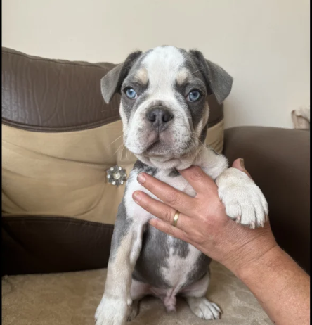 husky French bulldog puppies for sale in Prittlewell, Essex.