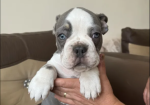 husky French bulldog puppies for sale in Prittlewell, Essex.