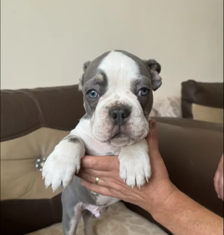 husky French bulldog puppies for sale in Prittlewell, Essex.