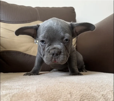 husky French bulldog puppies for sale in Prittlewell, Essex.