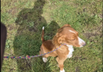 Cocker Spaniel Puppies for sale in Leyburn, North Yorkshire.