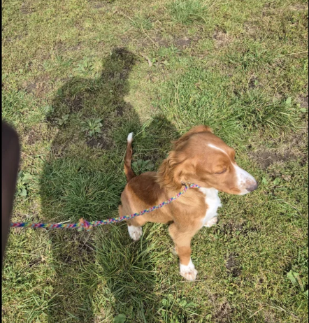 Cocker Spaniel Puppies for sale in Leyburn, North Yorkshire.