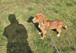 Cocker Spaniel Puppies for sale in Leyburn, North Yorkshire.