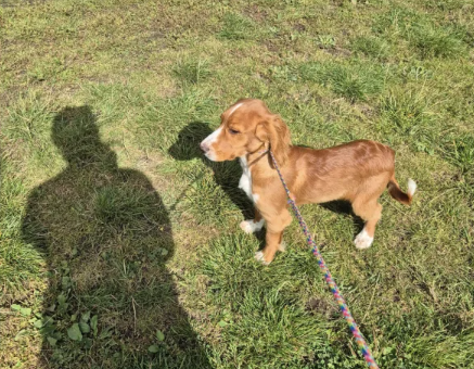 Cocker-Spaniel-Puppies-for-sale-in-Leyburn-North-Yorkshire.-2