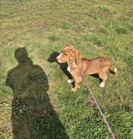 Cocker Spaniel Puppies for sale in Leyburn, North Yorkshire.