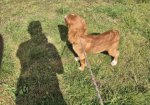 Cocker Spaniel Puppies for sale in Leyburn, North Yorkshire.