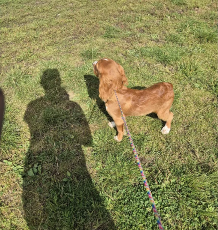 Cocker Spaniel Puppies for sale in Leyburn, North Yorkshire.