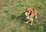 Cocker Spaniel Puppies for sale in Leyburn, North Yorkshire.