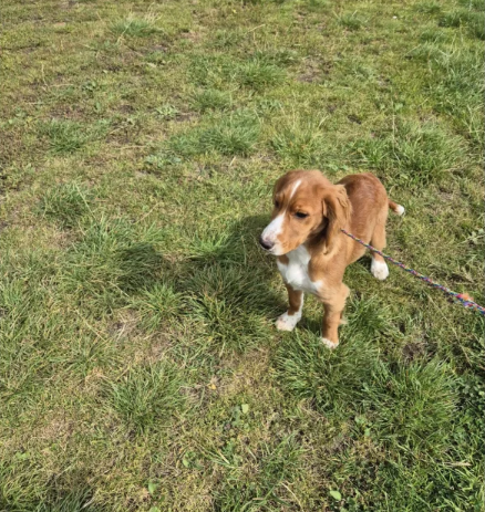 Cocker Spaniel Puppies for sale in Leyburn, North Yorkshire.